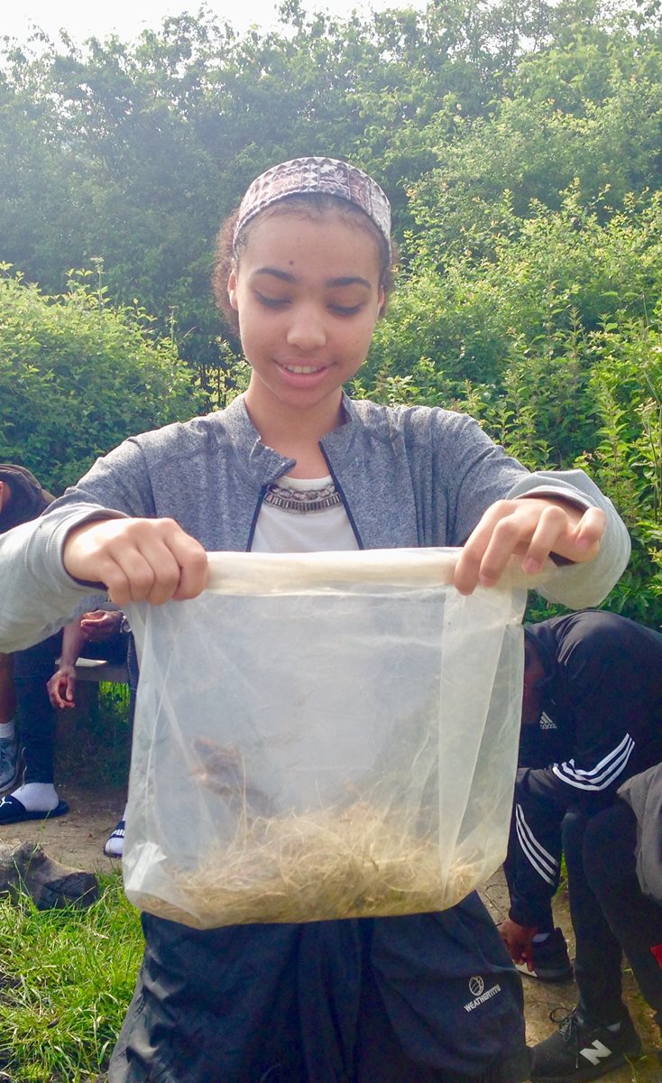 A yellow-necked mouse caught using humane mammal traps.